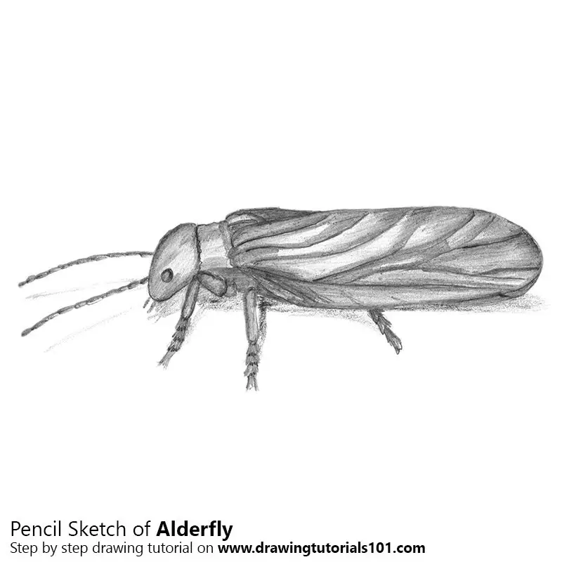 Pencil Sketch of Alderfly - Pencil Drawing