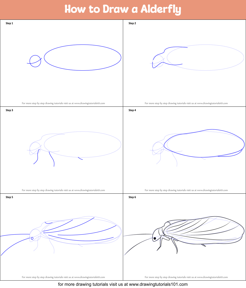 How to Draw a Alderfly printable step by step drawing sheet ...