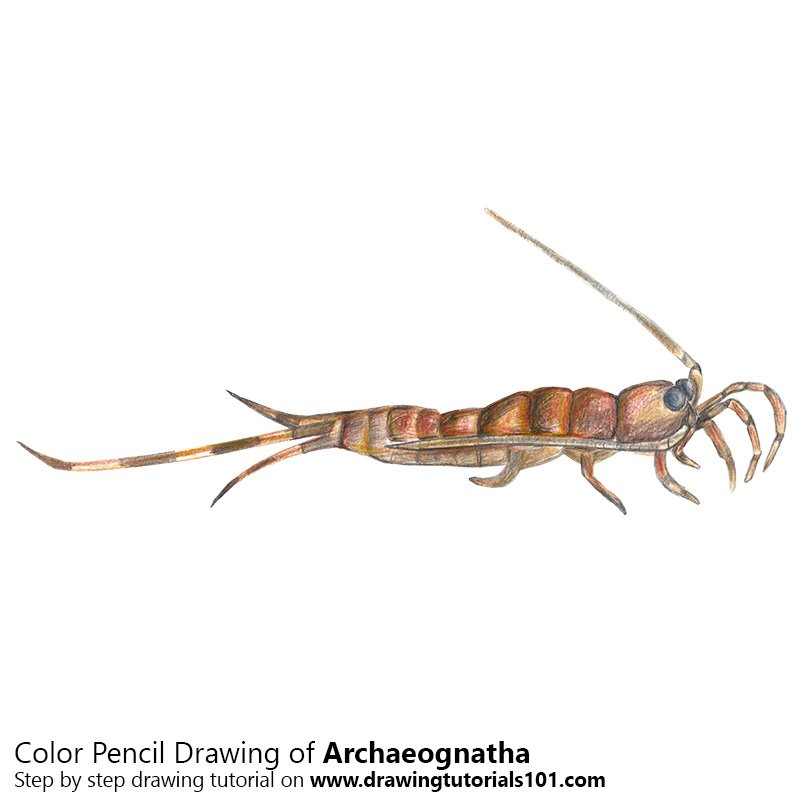 Archaeognatha Color Pencil Drawing