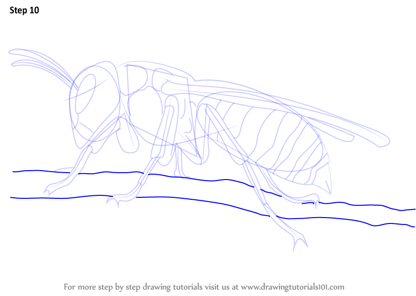 Learn How to Draw a Asian Giant Hornet (Insects) Step by Step : Drawing ...