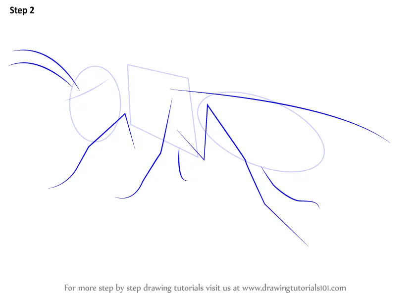 Learn How to Draw a Asian Giant Hornet (Insects) Step by Step : Drawing ...