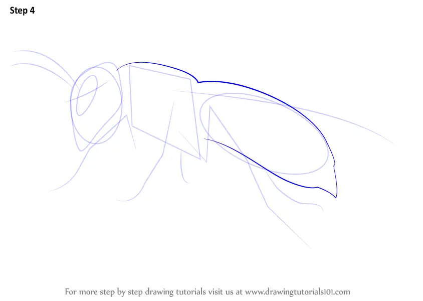 Learn How to Draw a Asian Giant Hornet (Insects) Step by Step : Drawing ...