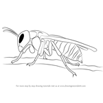 How to Draw a Asian Giant Hornet