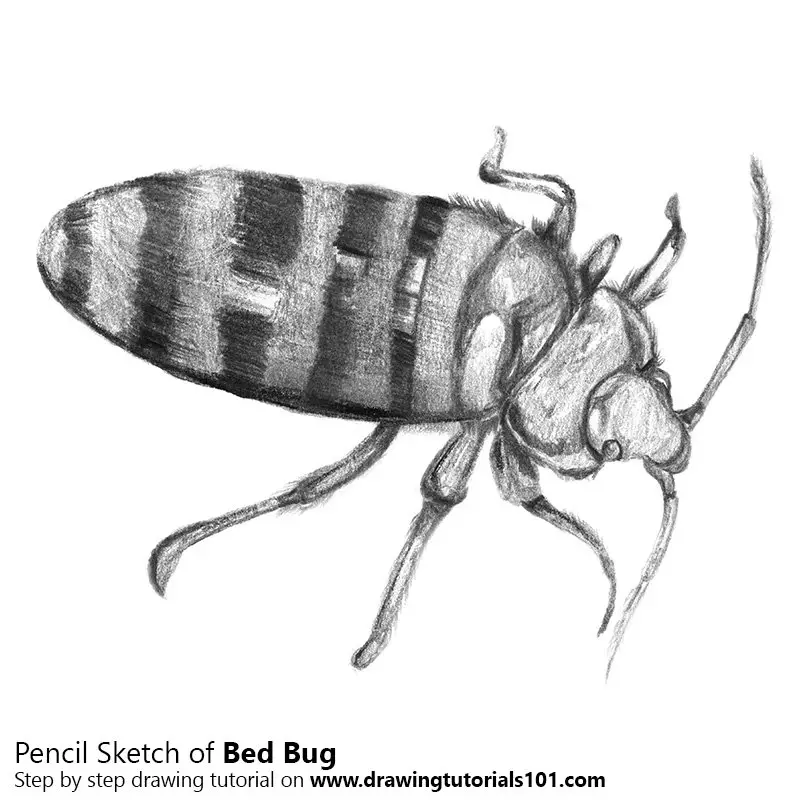 Pencil Sketch of Bed Bug - Pencil Drawing