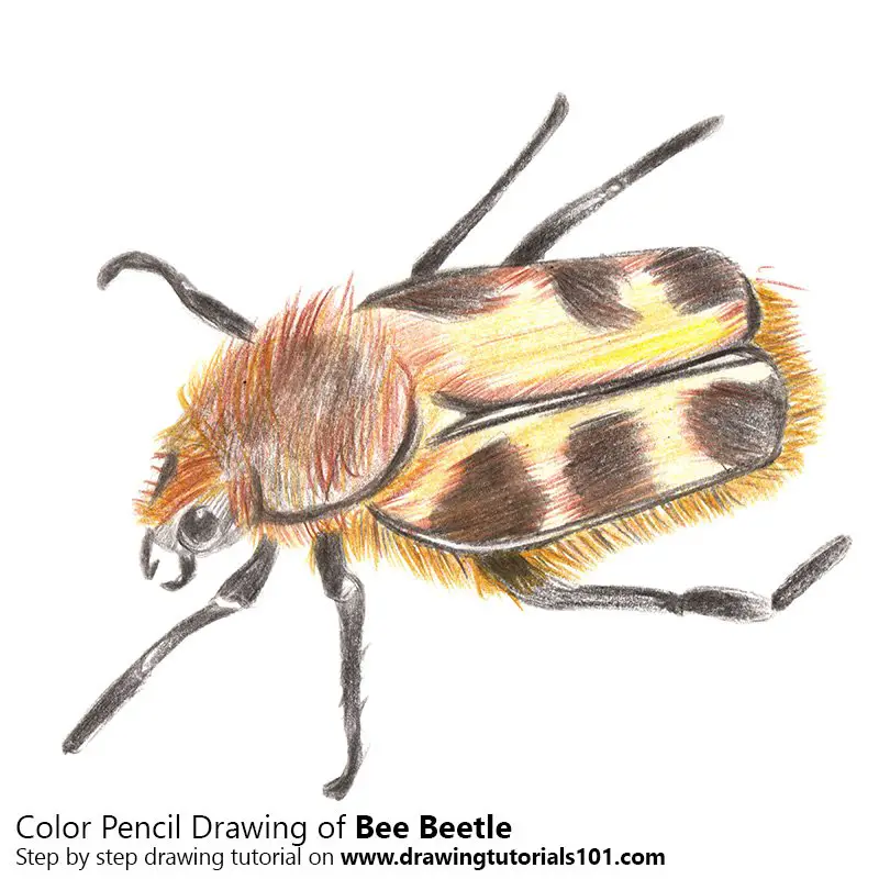 Bee Beetle Color Pencil Drawing