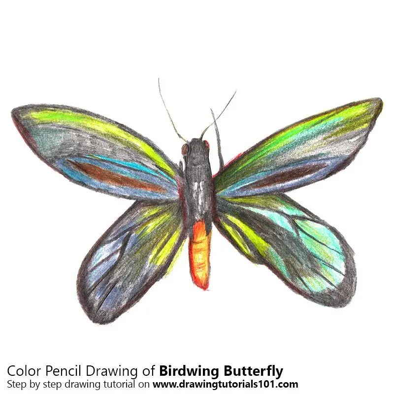 Birdwing Butterfly Color Pencil Drawing