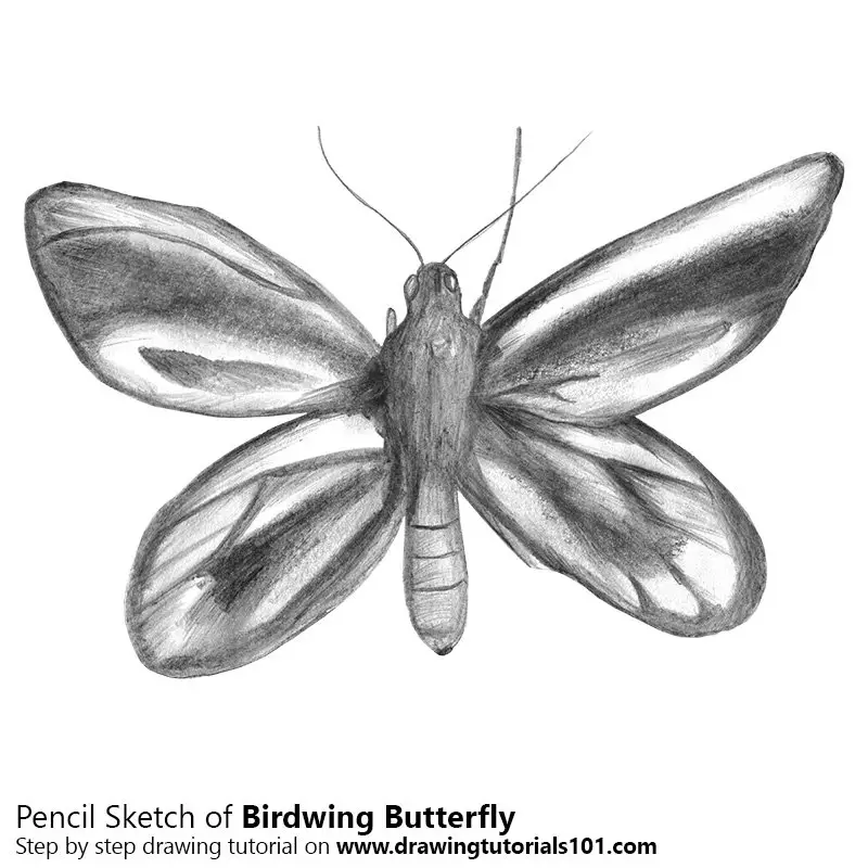 Pencil Sketch of Birdwing Butterfly - Pencil Drawing