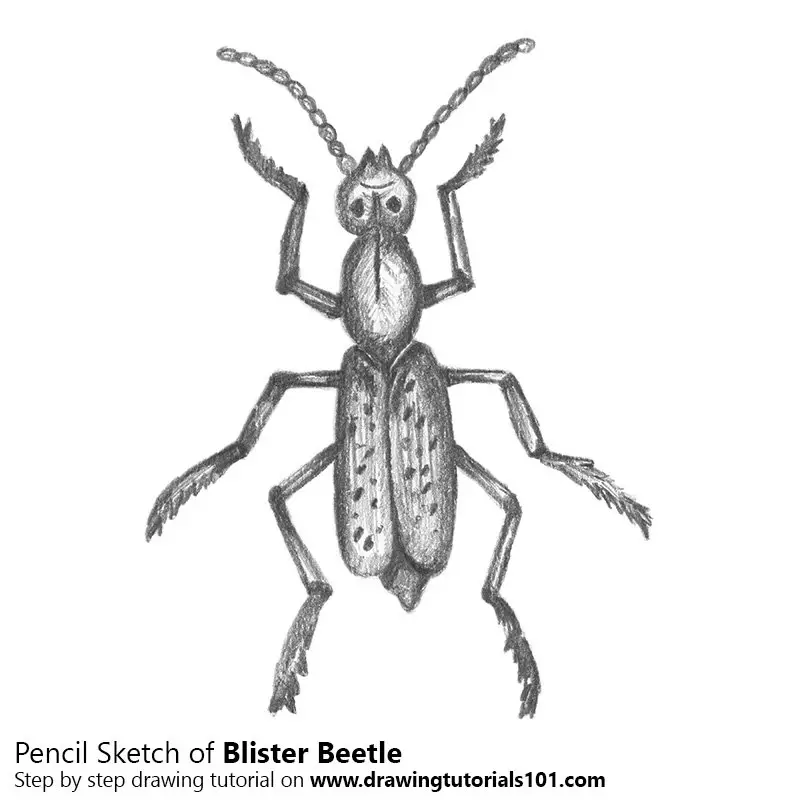Pencil Sketch of Blister Beetle - Pencil Drawing