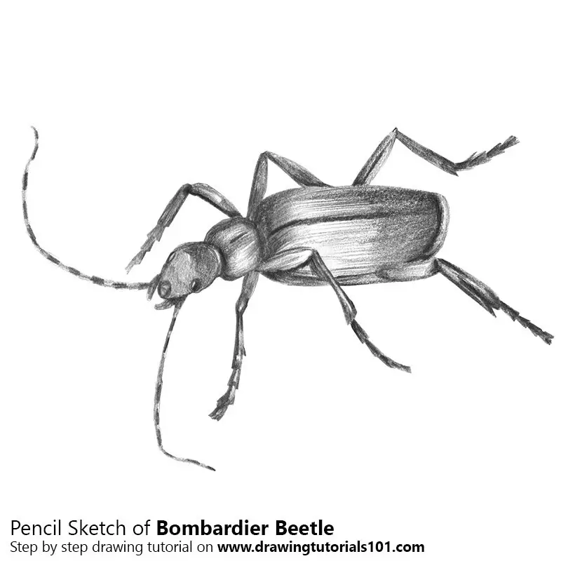 Pencil Sketch of Bombardier Beetle - Pencil Drawing