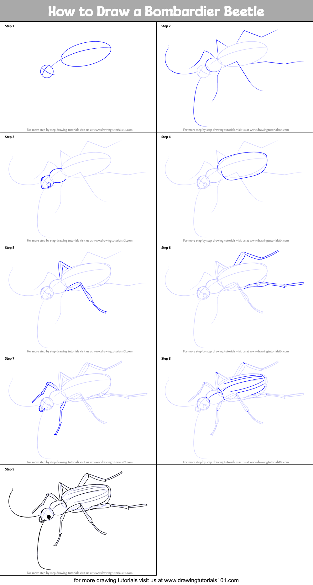 How to Draw a Bombardier Beetle printable step by step drawing sheet ...