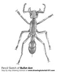 Learn How to Draw a Cricket (Insects) Step by Step : Drawing Tutorials