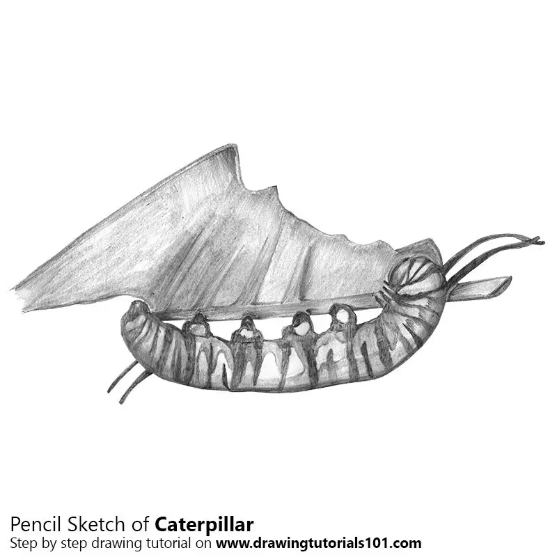Pencil Sketch of Caterpillar - Pencil Drawing