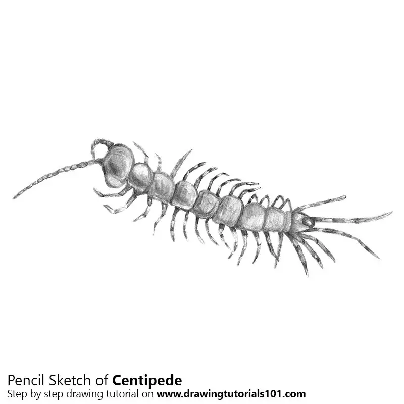Pencil Sketch of Centipede - Pencil Drawing