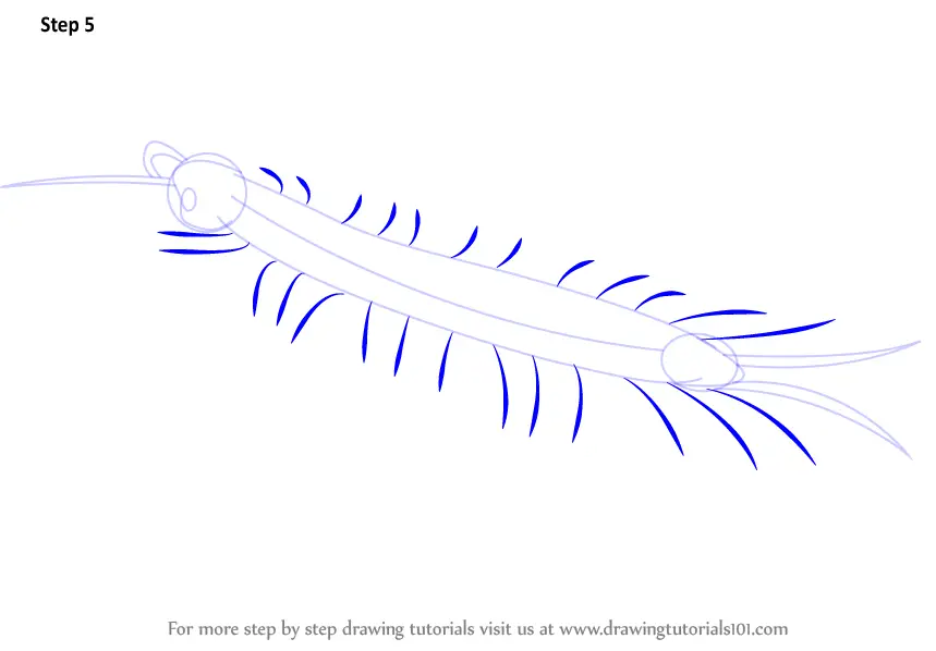 Learn How to Draw a Centipede (Insects) Step by Step Drawing Tutorials