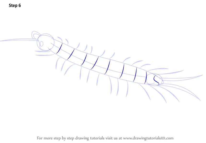 Learn How to Draw a Centipede (Insects) Step by Step Drawing Tutorials