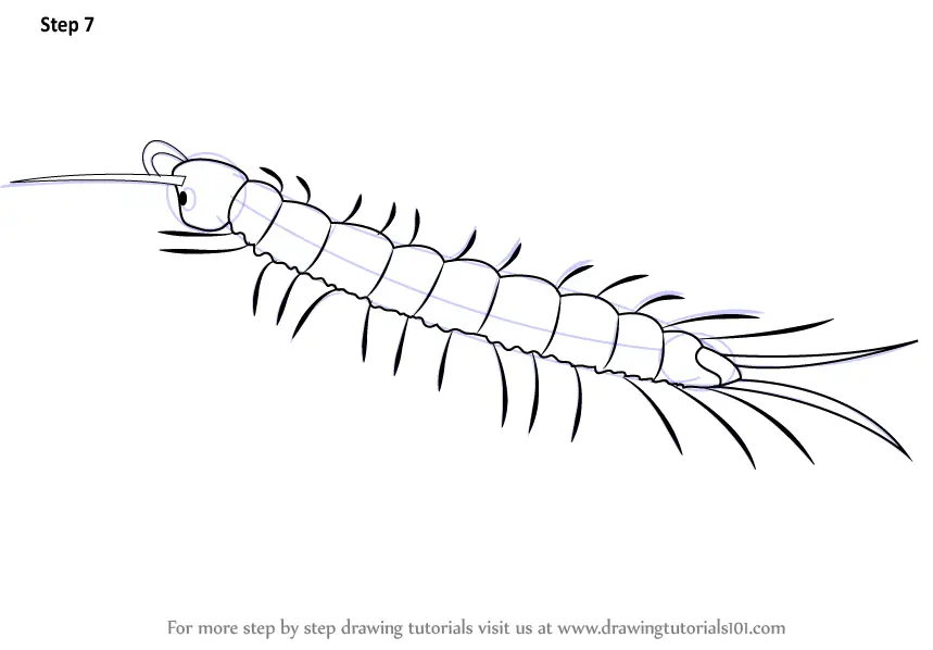 Learn How to Draw a Centipede (Insects) Step by Step : Drawing Tutorials