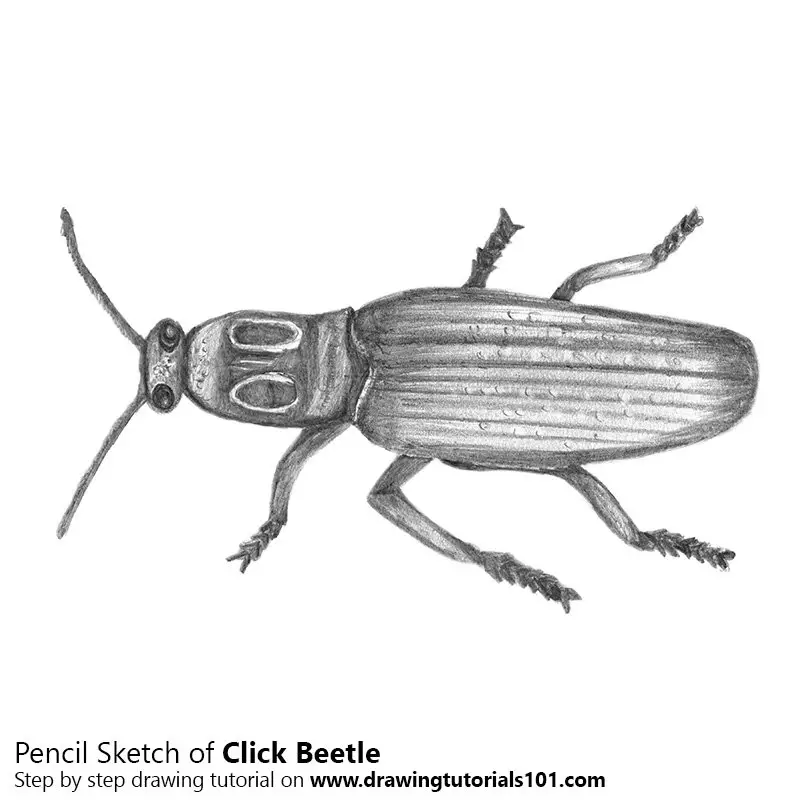 Pencil Sketch of Click Beetle - Pencil Drawing
