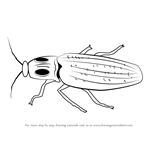 How to Draw a Click Beetle