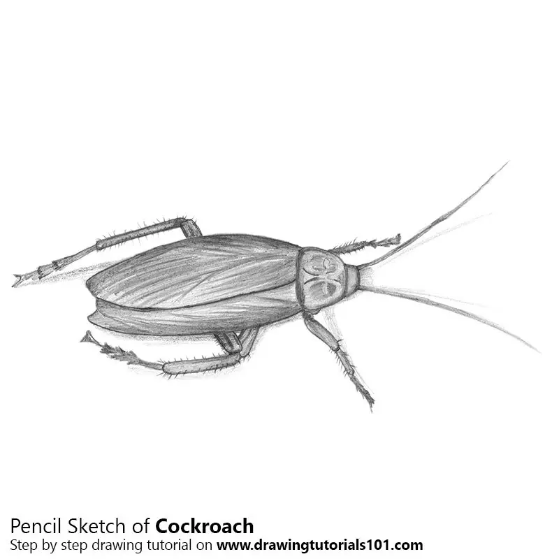 Pencil Sketch of Cockroach - Pencil Drawing