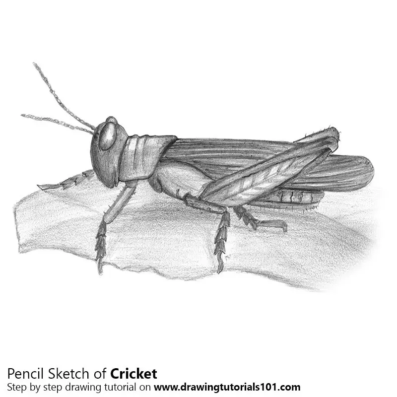 Pencil Sketch of Cricket - Pencil Drawing