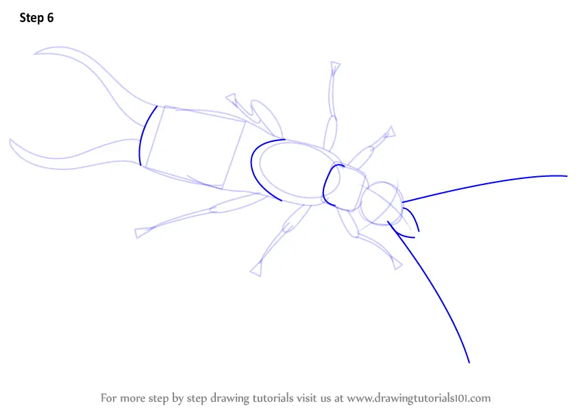  How To Draw An Earwig in the world The ultimate guide 