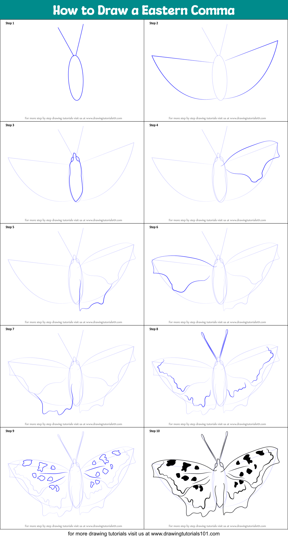 How to Draw a Eastern Comma printable step by step drawing sheet ...