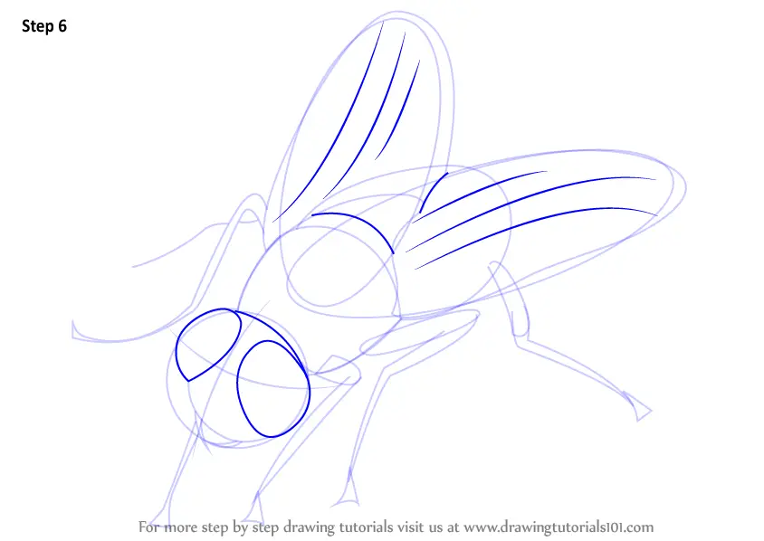 Learn How To Draw A Fly Insects Step By Step Drawing Tutorials