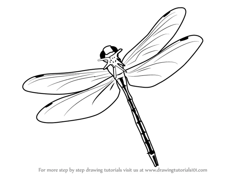 Learn How to Draw a Flying Dragonfly (Insects) Step by Step Drawing