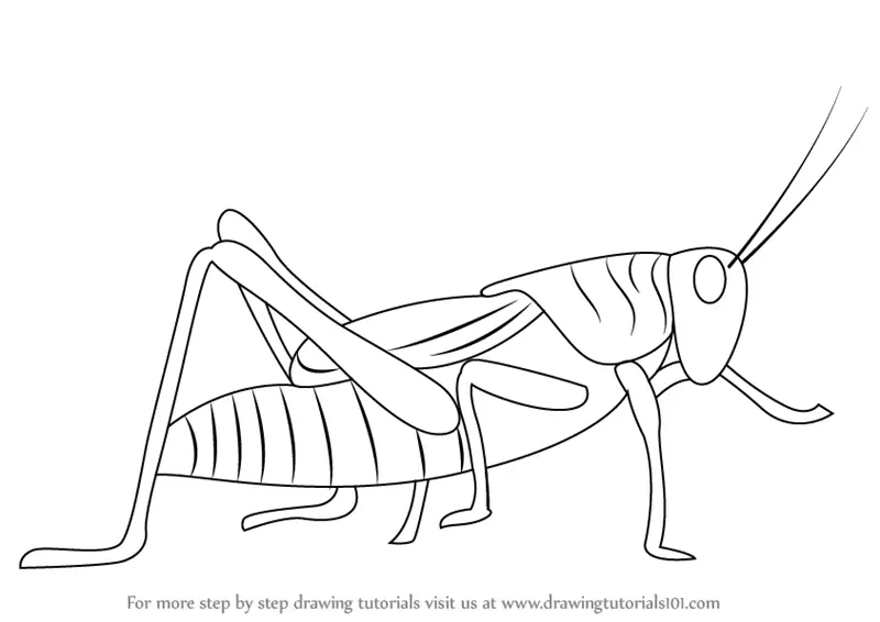 Learn How to Draw a Grasshopper (Insects) Step by Step : Drawing Tutorials