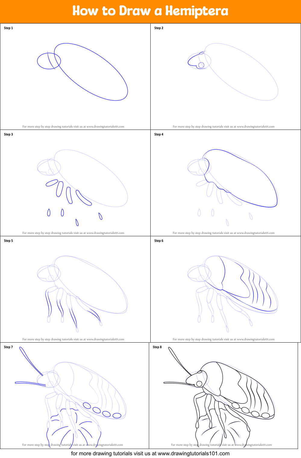 How to Draw a Hemiptera printable step by step drawing sheet ...