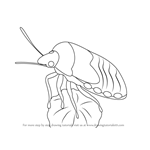 How to Draw a Hemiptera