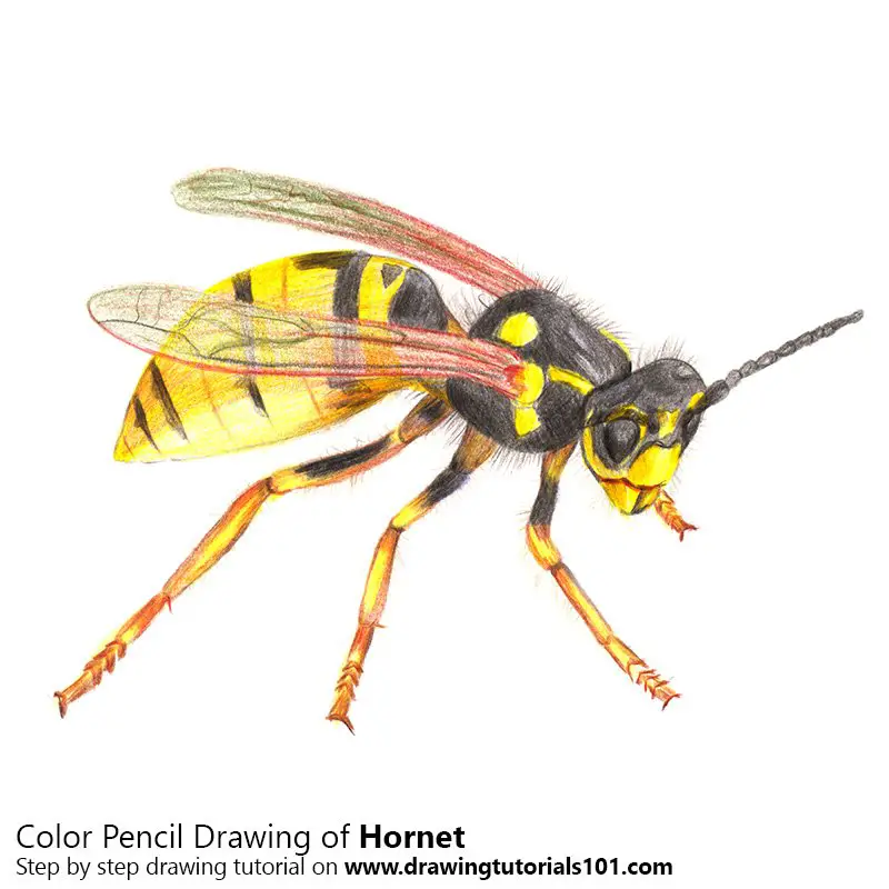 Hornet Color Pencil Drawing