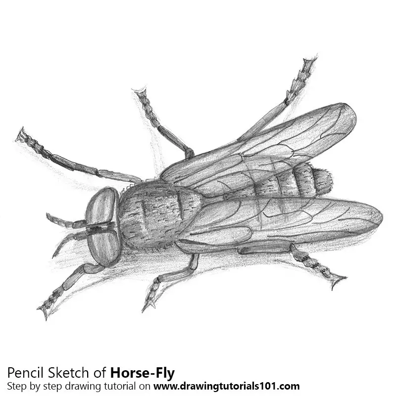 Pencil Sketch of Horse-Fly - Pencil Drawing