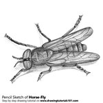 How to Draw a Horse-Fly