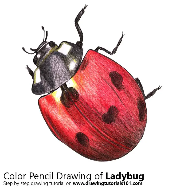 Ladybug Color Pencil Drawing