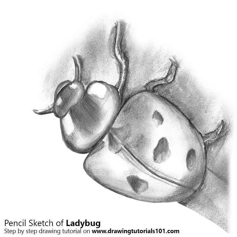 Pencil Sketch of Ladybug - Pencil Drawing