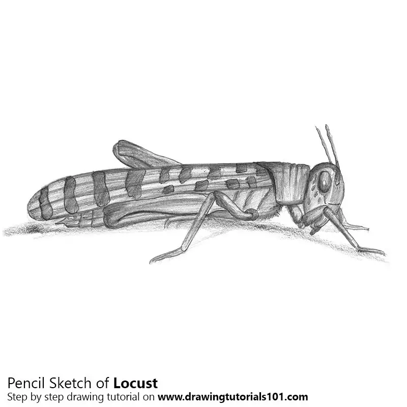 Locust Pencil Drawing How to Sketch Locust using Pencils