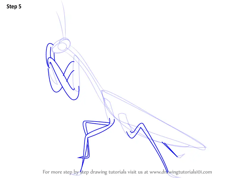 Learn How to Draw a Mantis (Insects) Step by Step : Drawing Tutorials