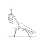 How to Draw a Mantis