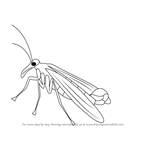 How to Draw a Mecoptera