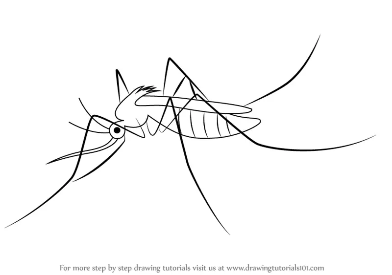 Learn How to Draw a Mosquito (Insects) Step by Step Drawing Tutorials
