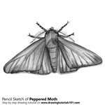 How to Draw a Peppered Moth