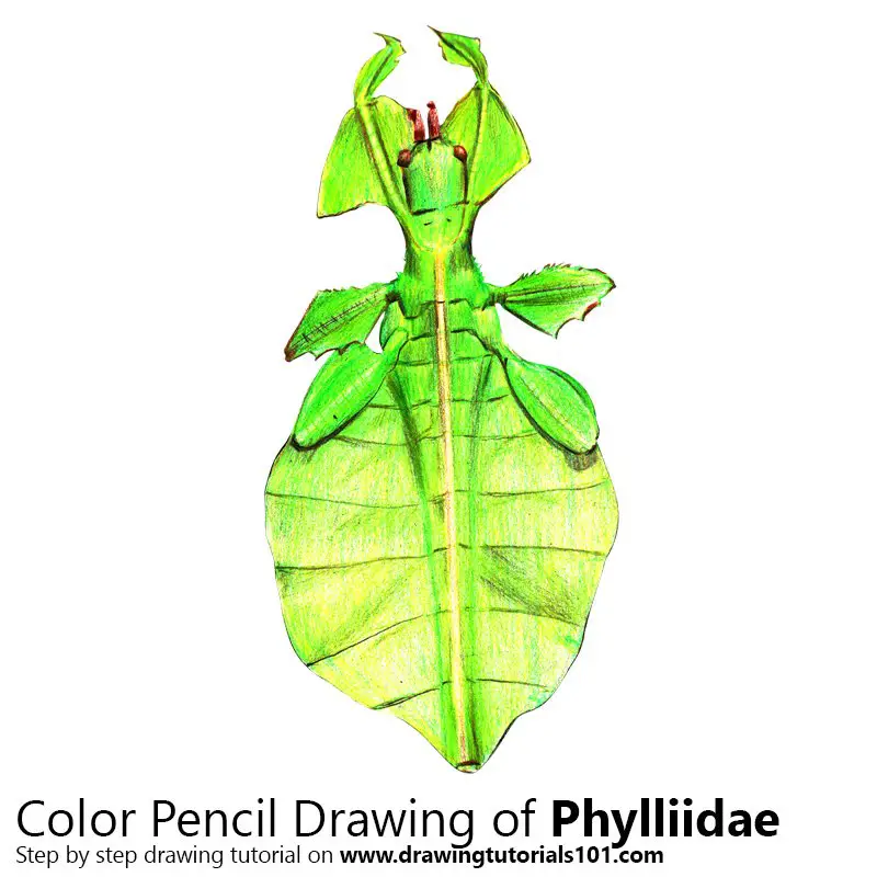 Phylliidae Color Pencil Drawing