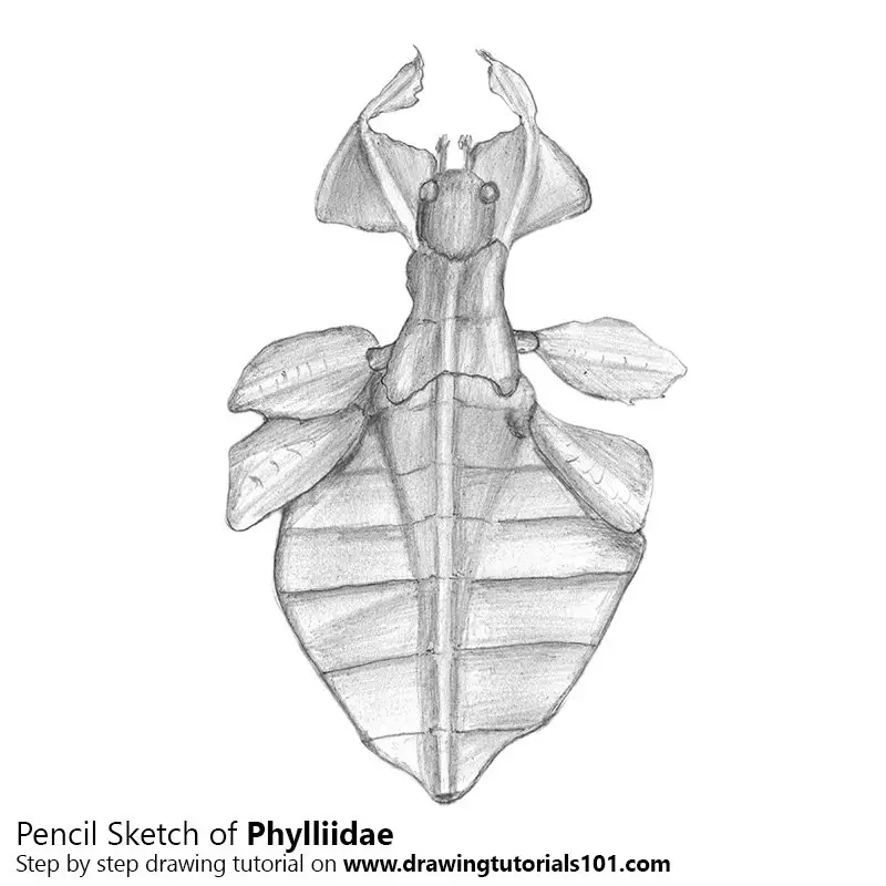 Pencil Sketch of Phylliidae - Pencil Drawing
