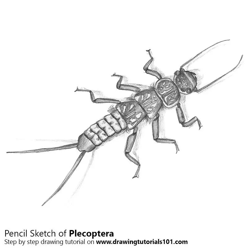 Pencil Sketch of Plecoptera - Pencil Drawing