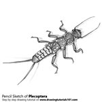 How to Draw a Plecoptera