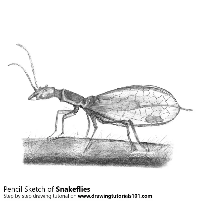 Pencil Sketch of Snakefly - Pencil Drawing