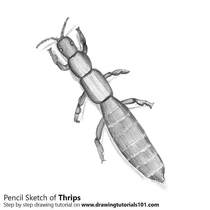 Pencil Sketch of Thrips - Pencil Drawing