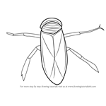How to Draw an Water Boatman