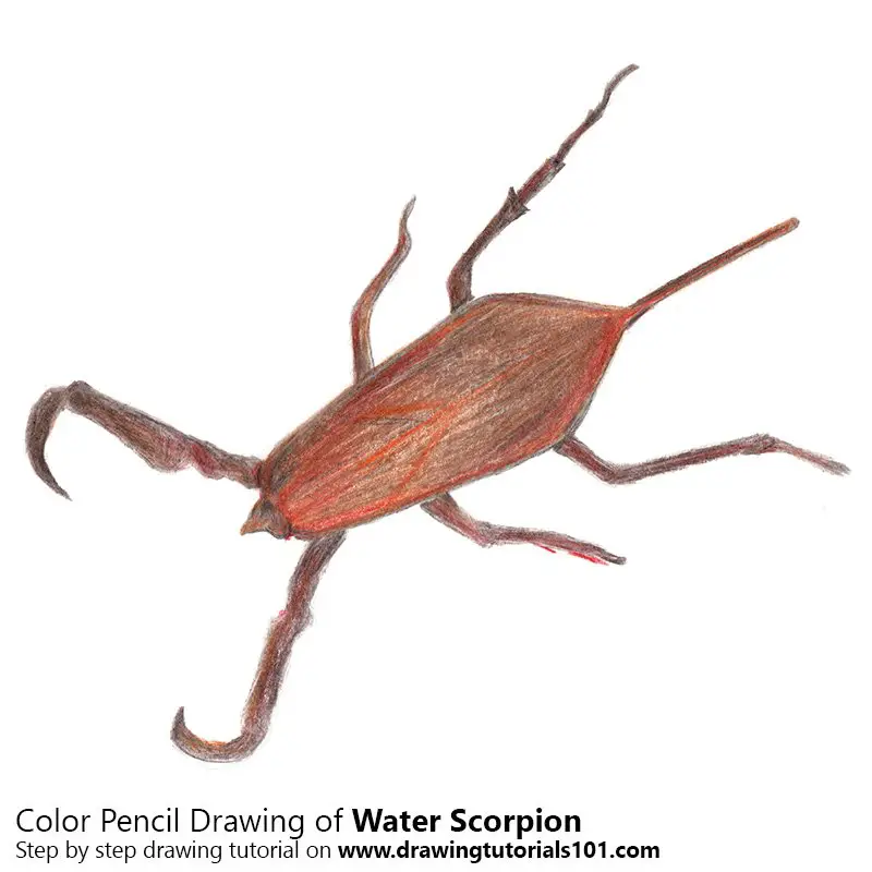 Water Scorpion Color Pencil Drawing